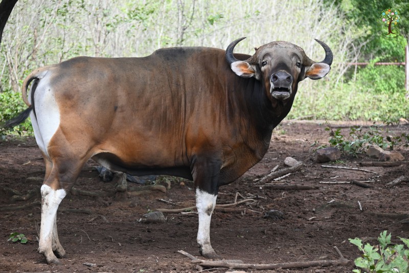 Bos javanicus