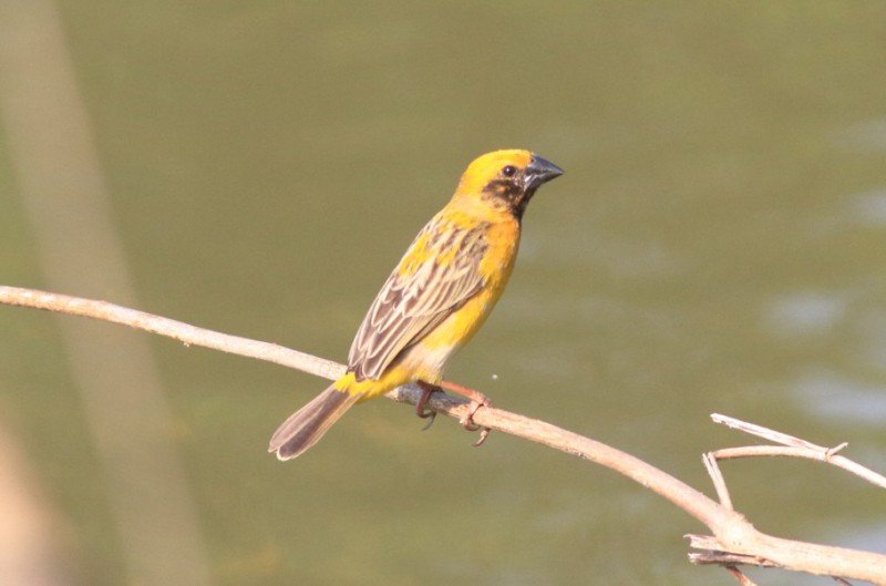 Ploceus hypoxanthus