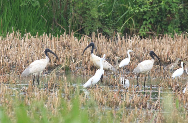 Threskiornis melanocephalus