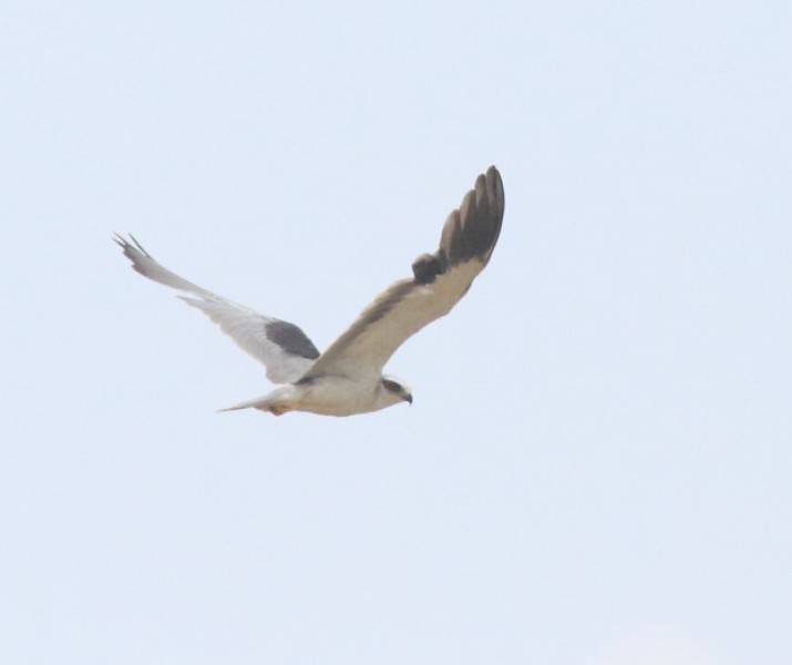 Elanus caeruleus