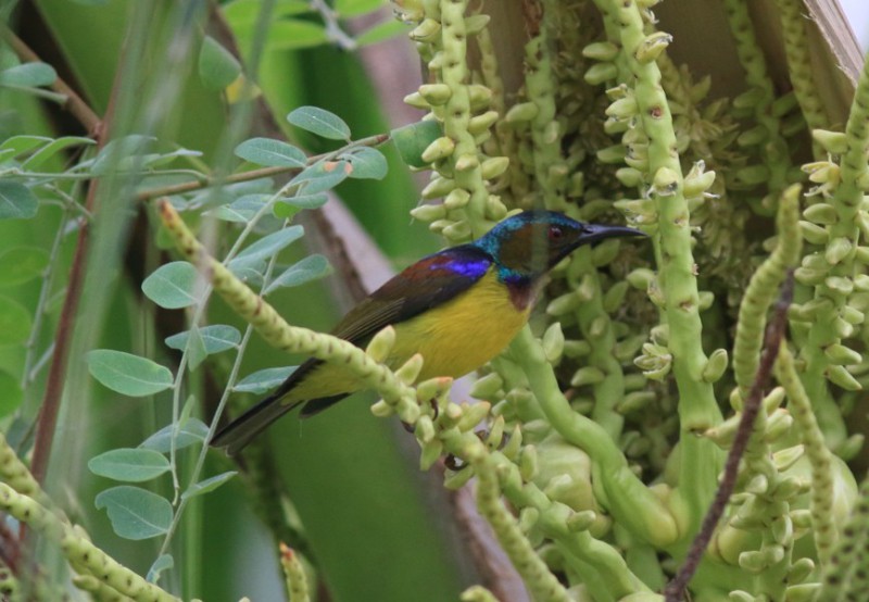 Anthreptes malacensis