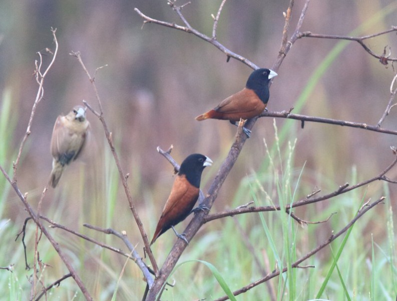 Lonchura atricapilla