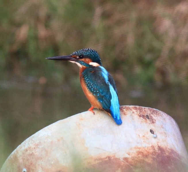 Alcedo atthis