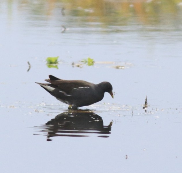 Gallinula chloropus