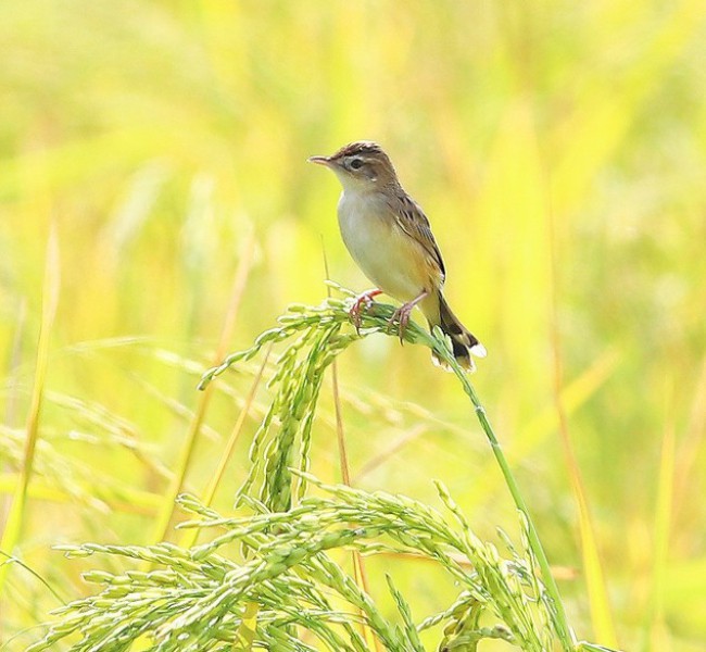 Cisticola juncidis