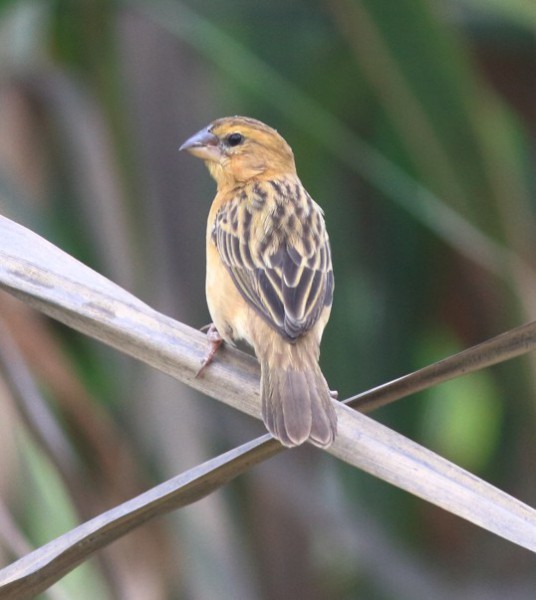 Ploceus philippinus