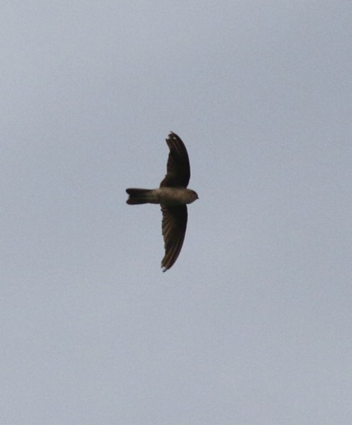 Aerodramus germani