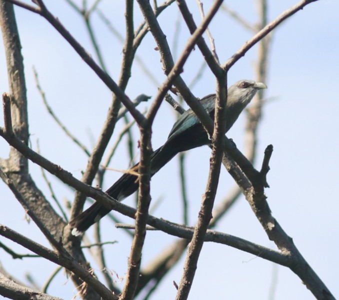 Phaenicophaeus tristis