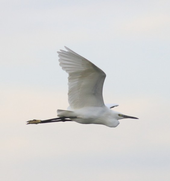 Egretta garzetta