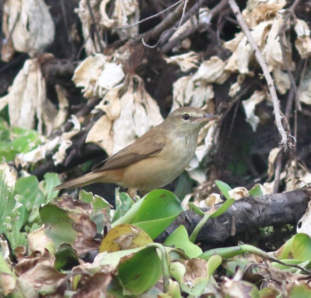 Acrocephalus orientalis