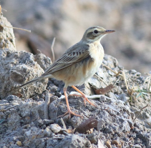 Anthus hodgsoni