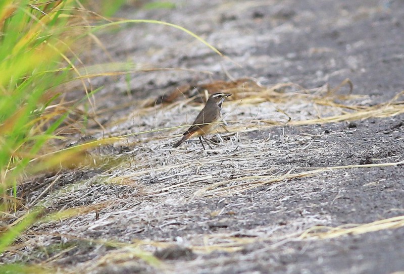 Luscinia svecica