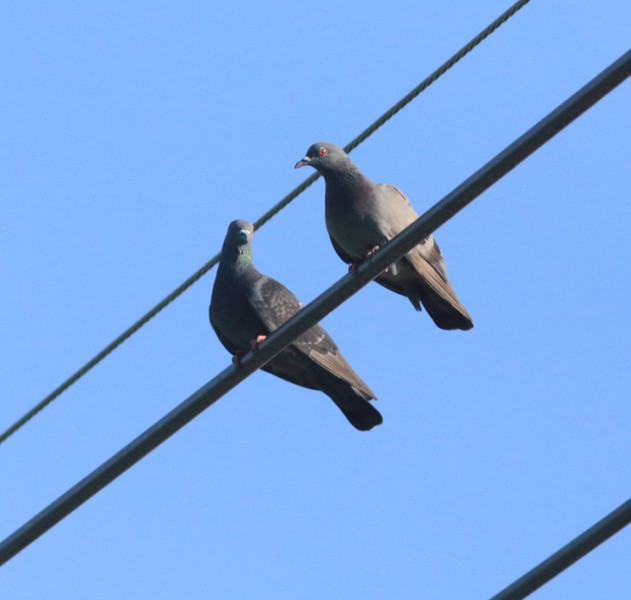 Columba livia
