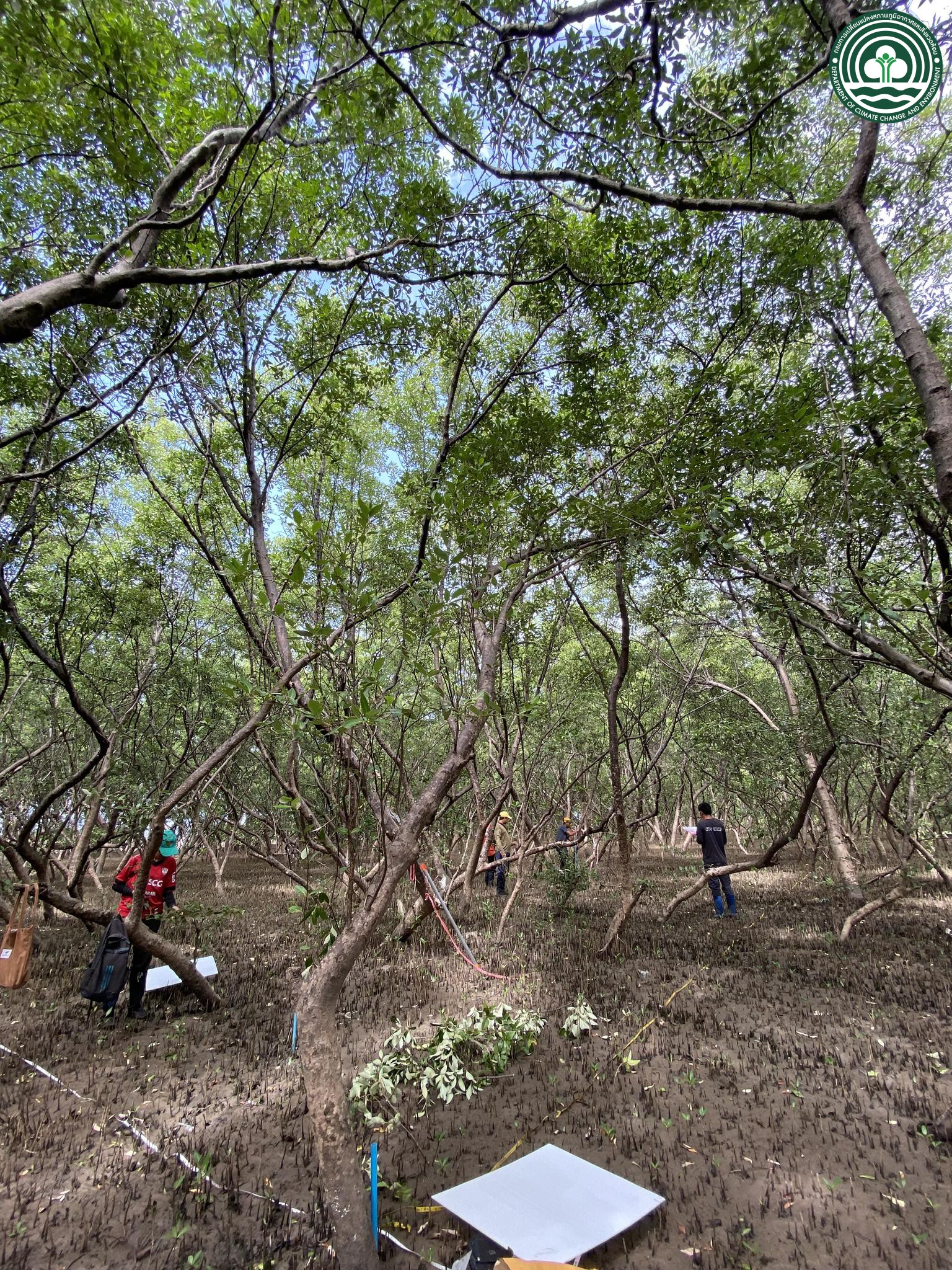 Avicennia alba