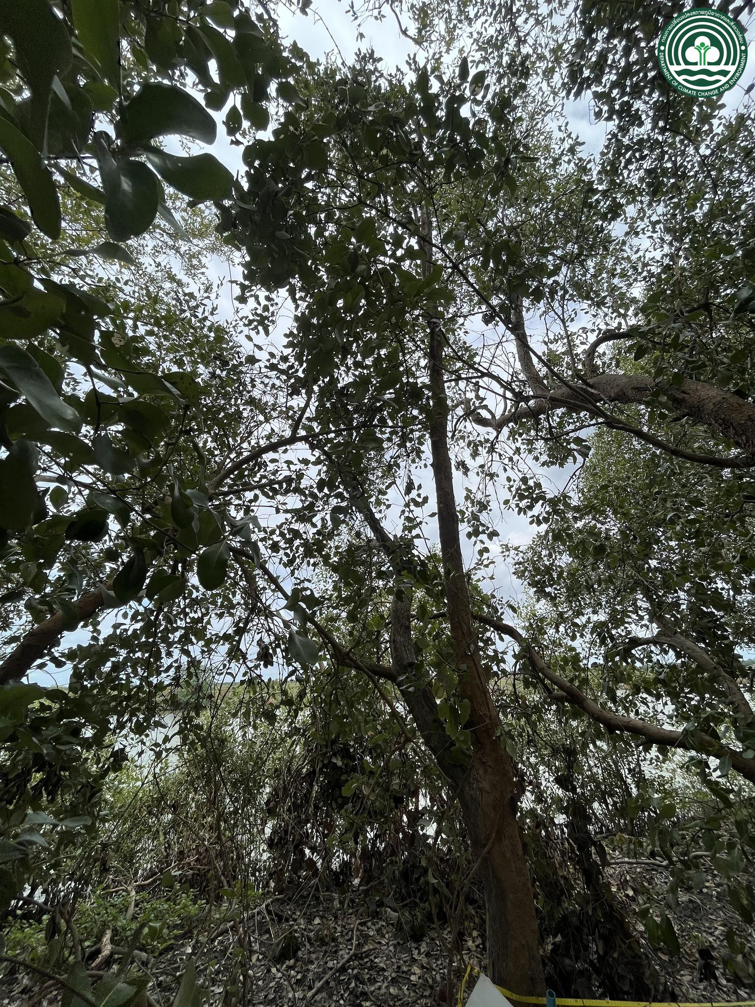 Avicennia marina