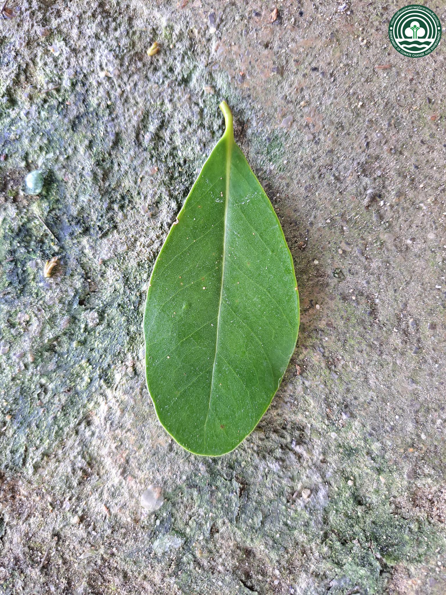 Avicennia officinalis