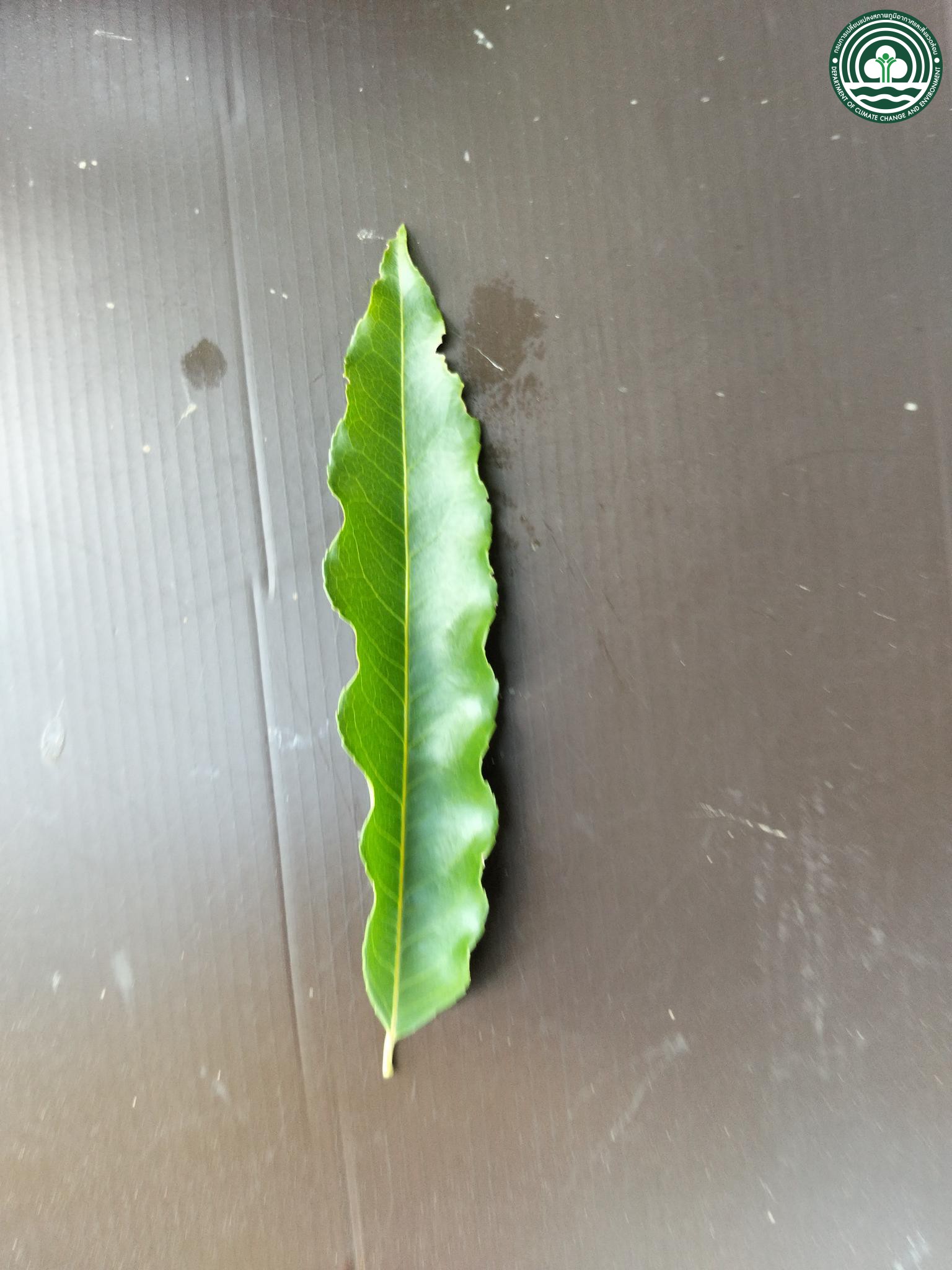 Hydnocarpus castaneus