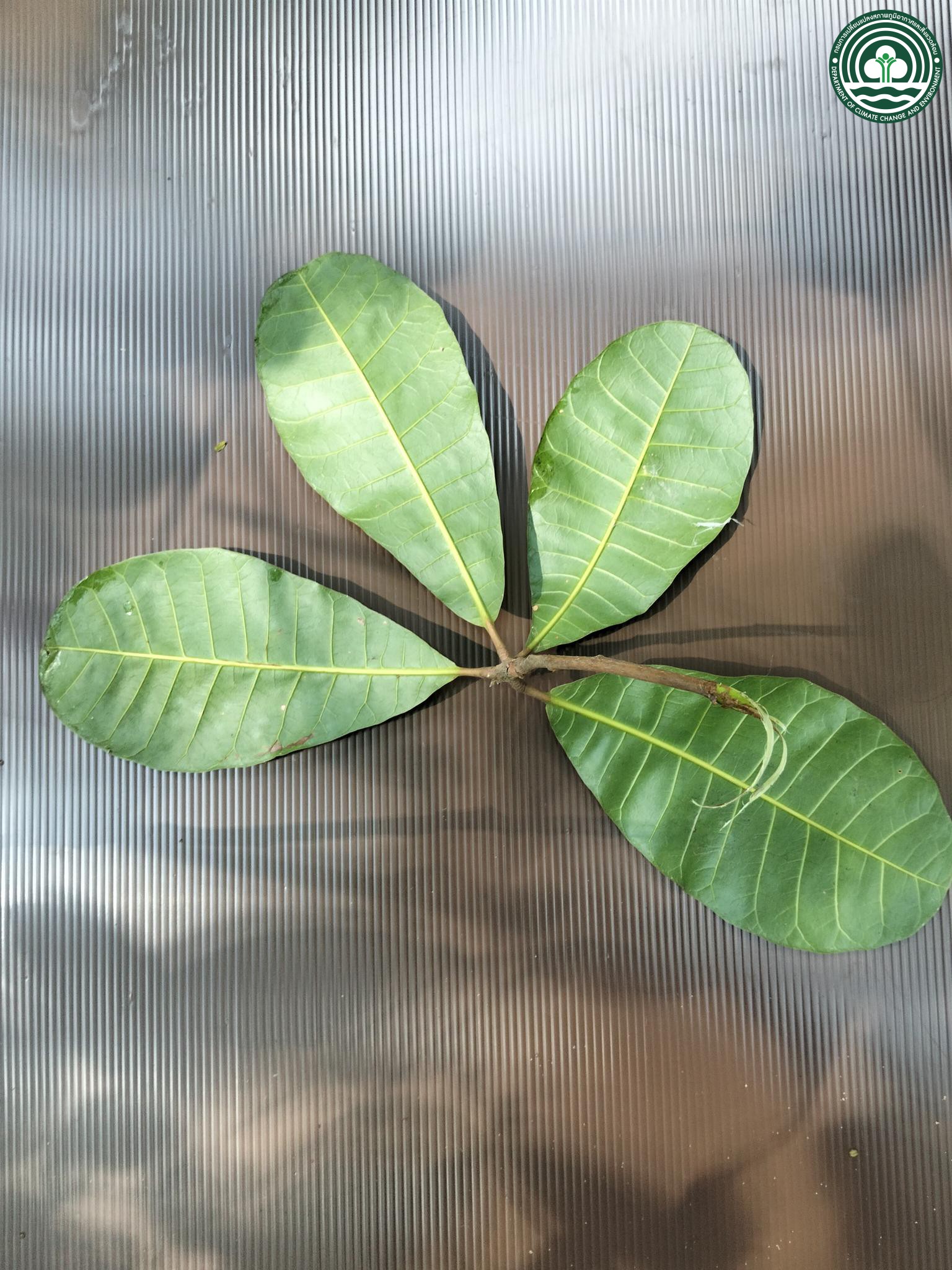 Anacardium occidentale