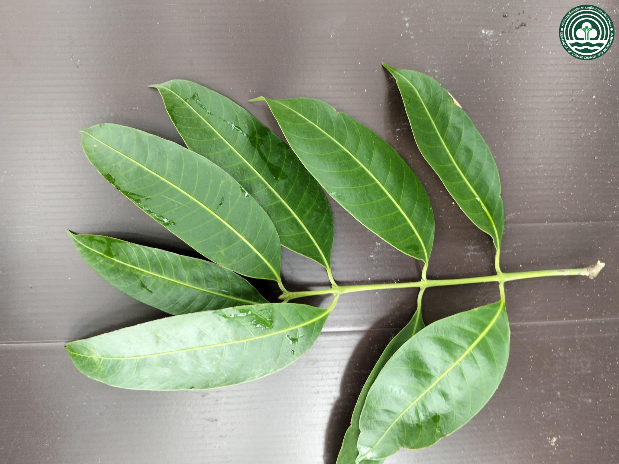 Bouea oppositifolia