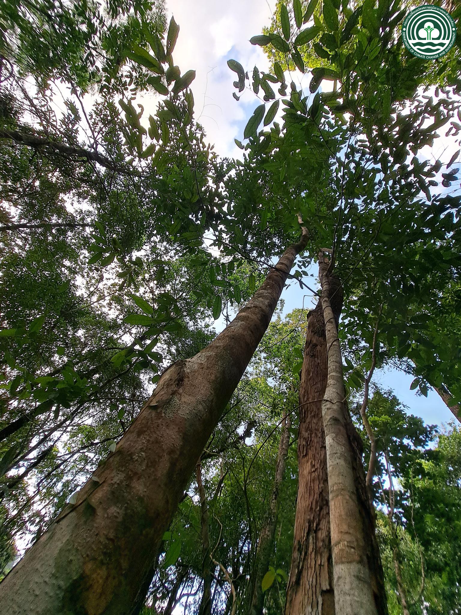 Buchanania arborescens