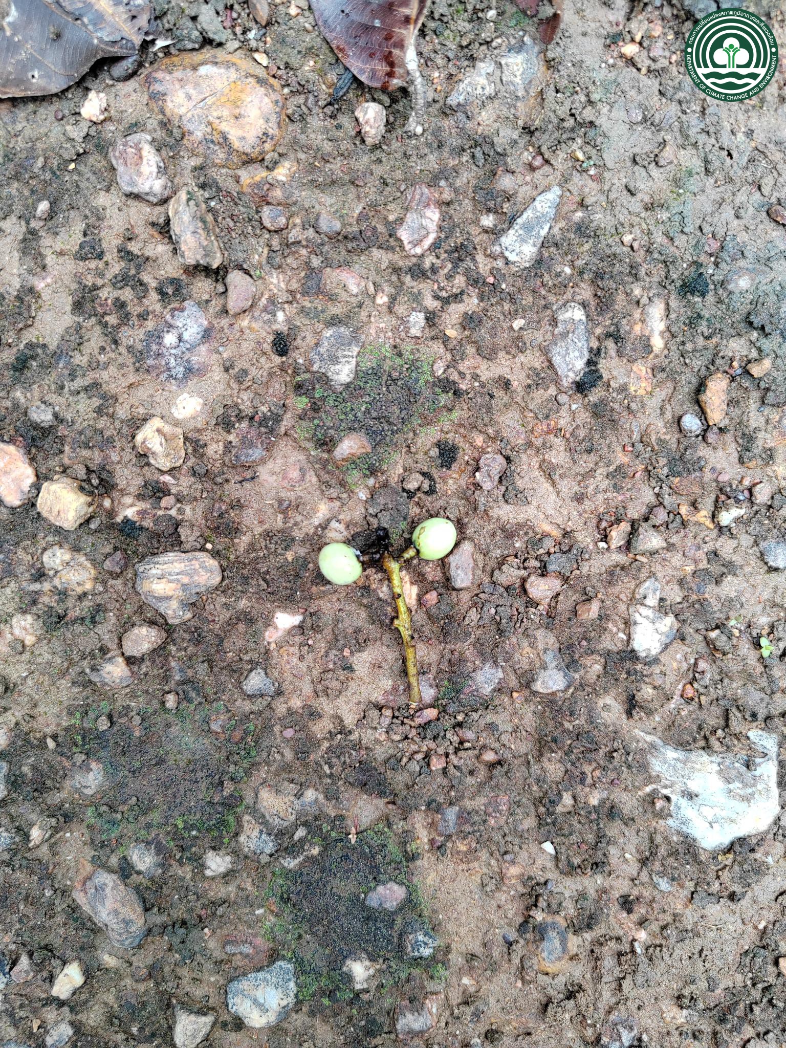 Buchanania cochinchinensis