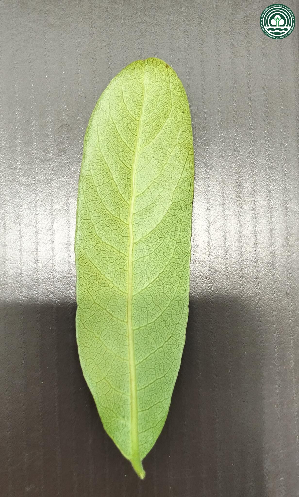 Buchanania siamensis