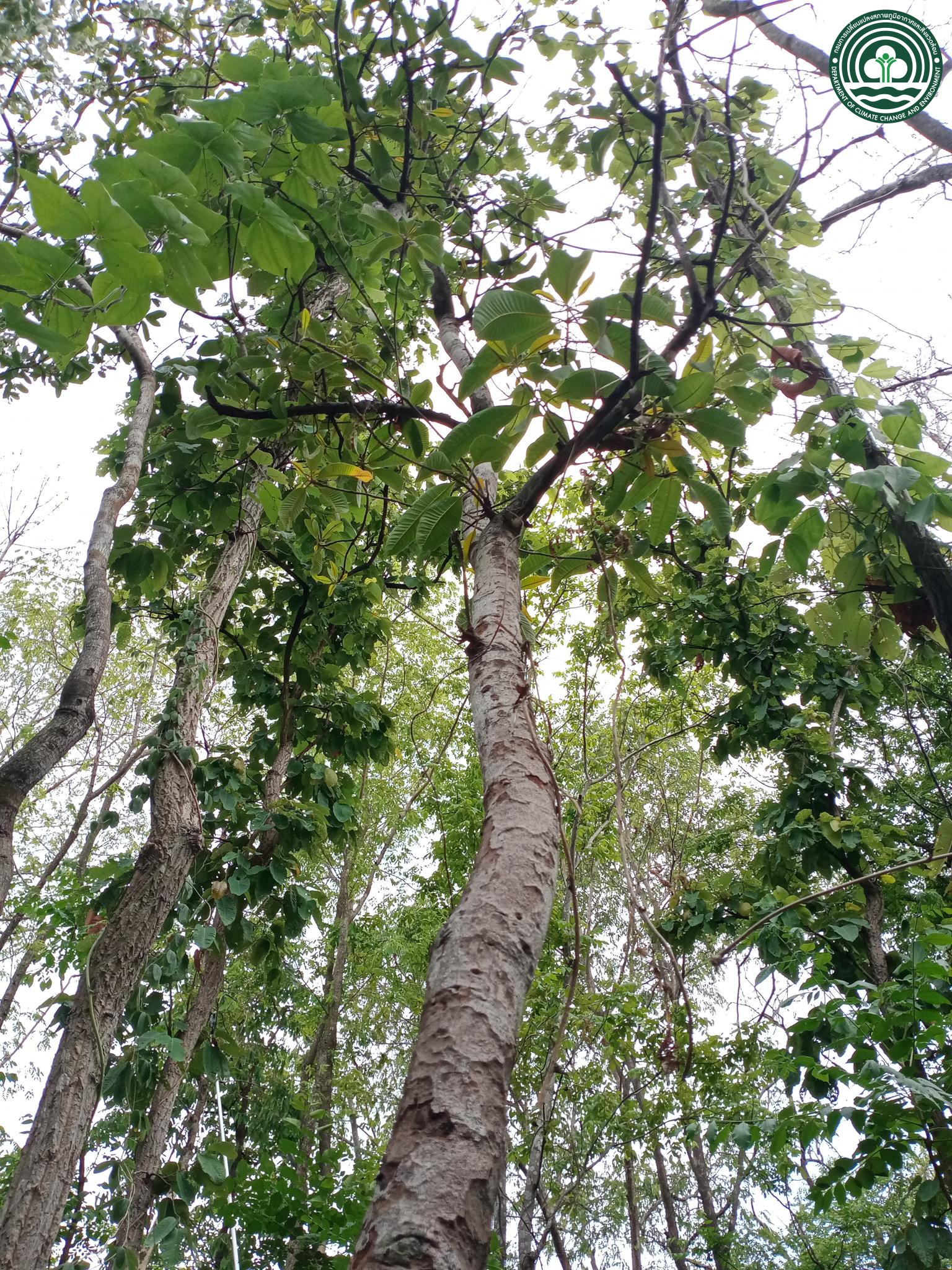 Gluta laccifera