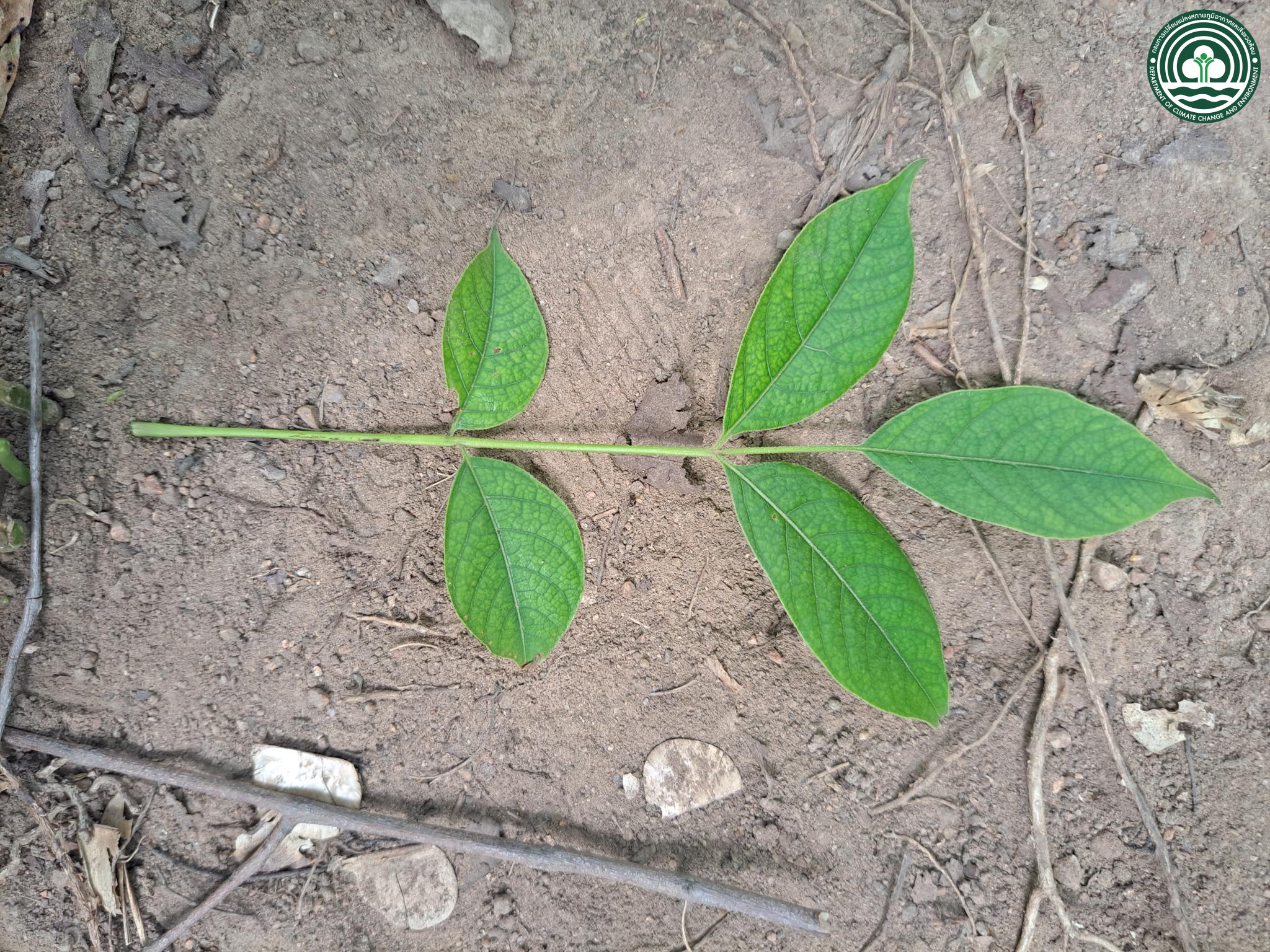 Lannea coromandelica