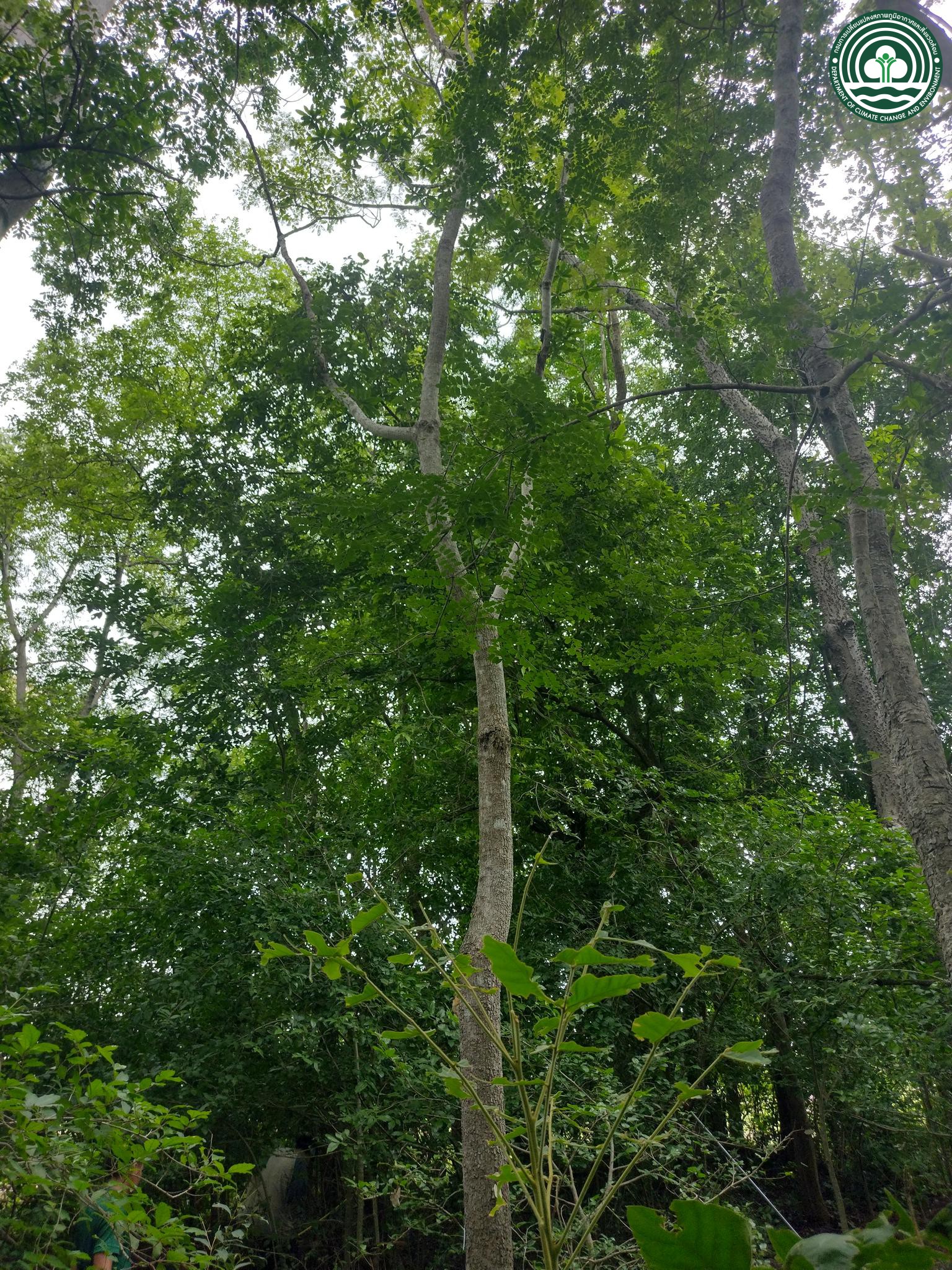 Semecarpus cochinchinensis