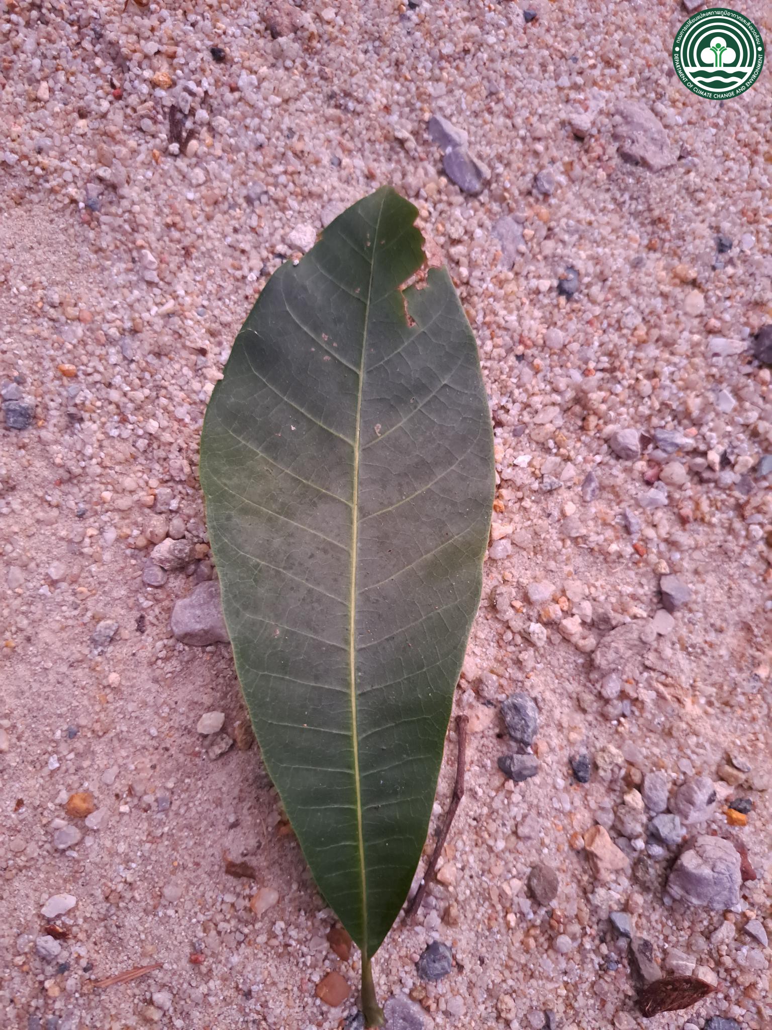 Semecarpus curtisii