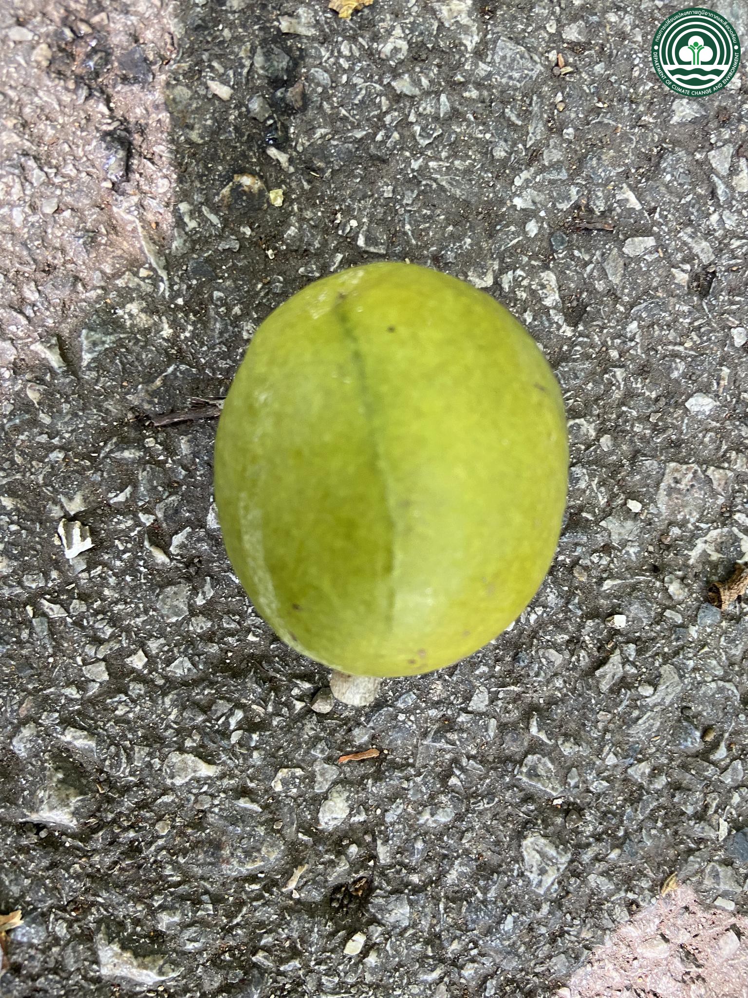 Spondias bipinnata