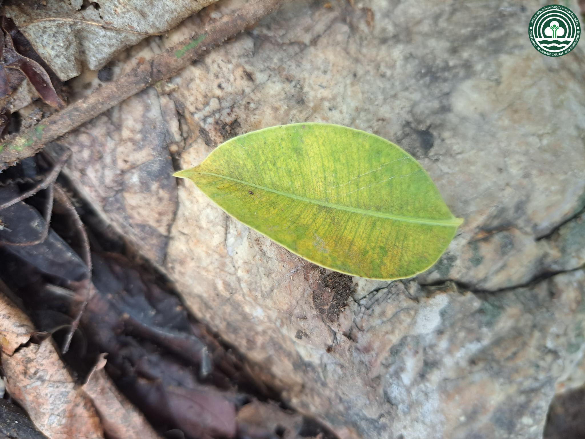 Spondias pinnata