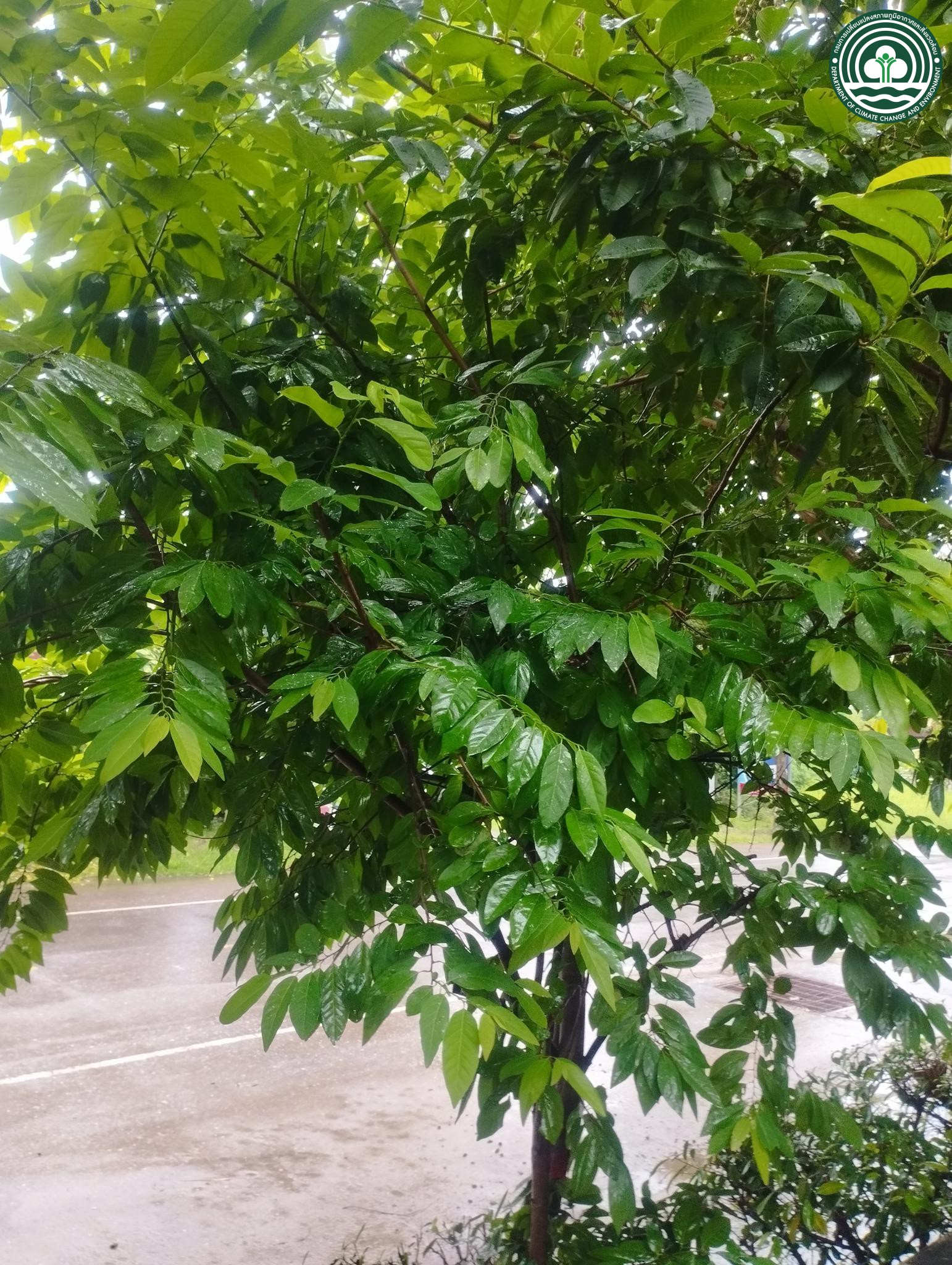 Annona squamosa