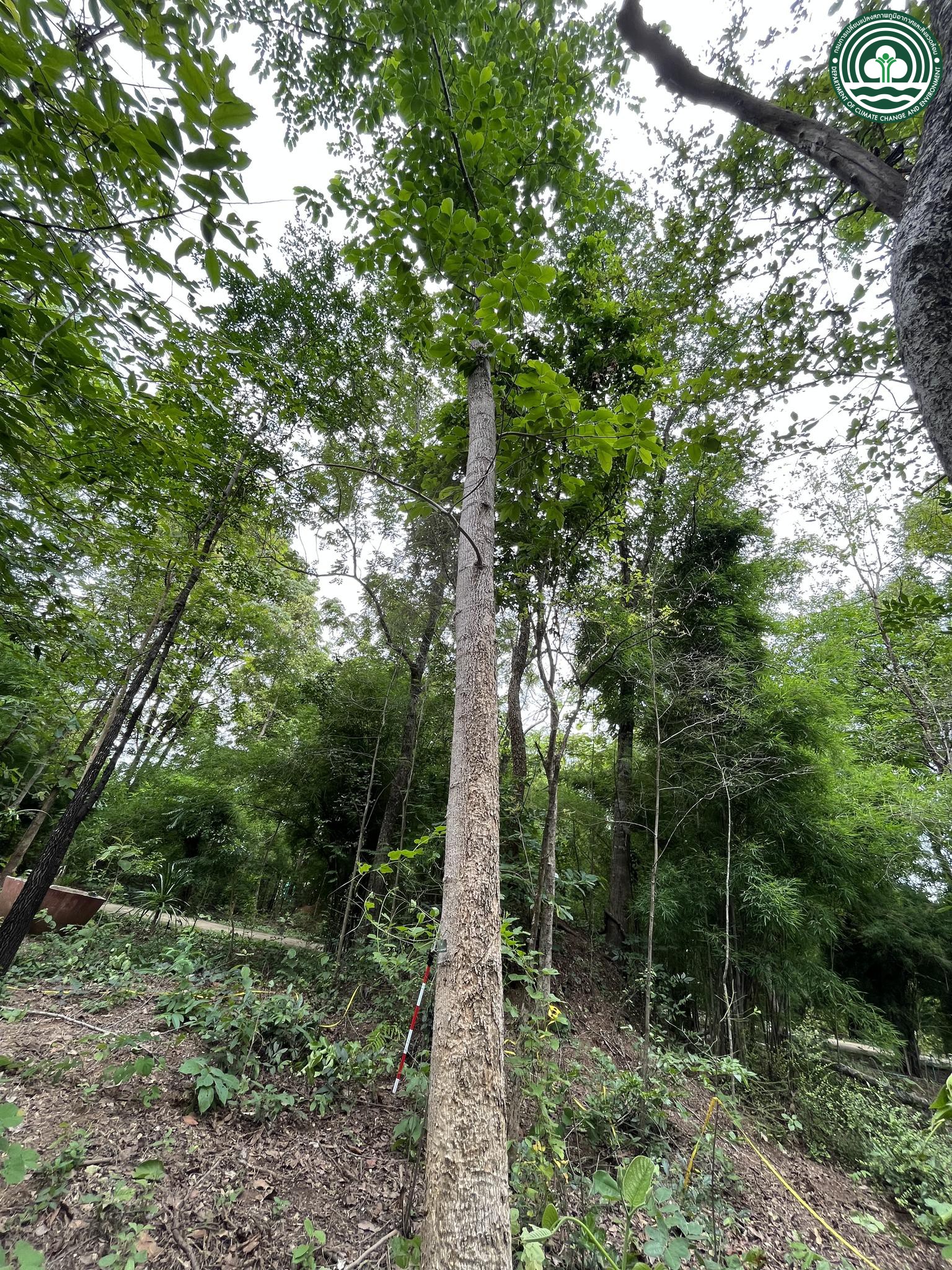 Cananga latifolia