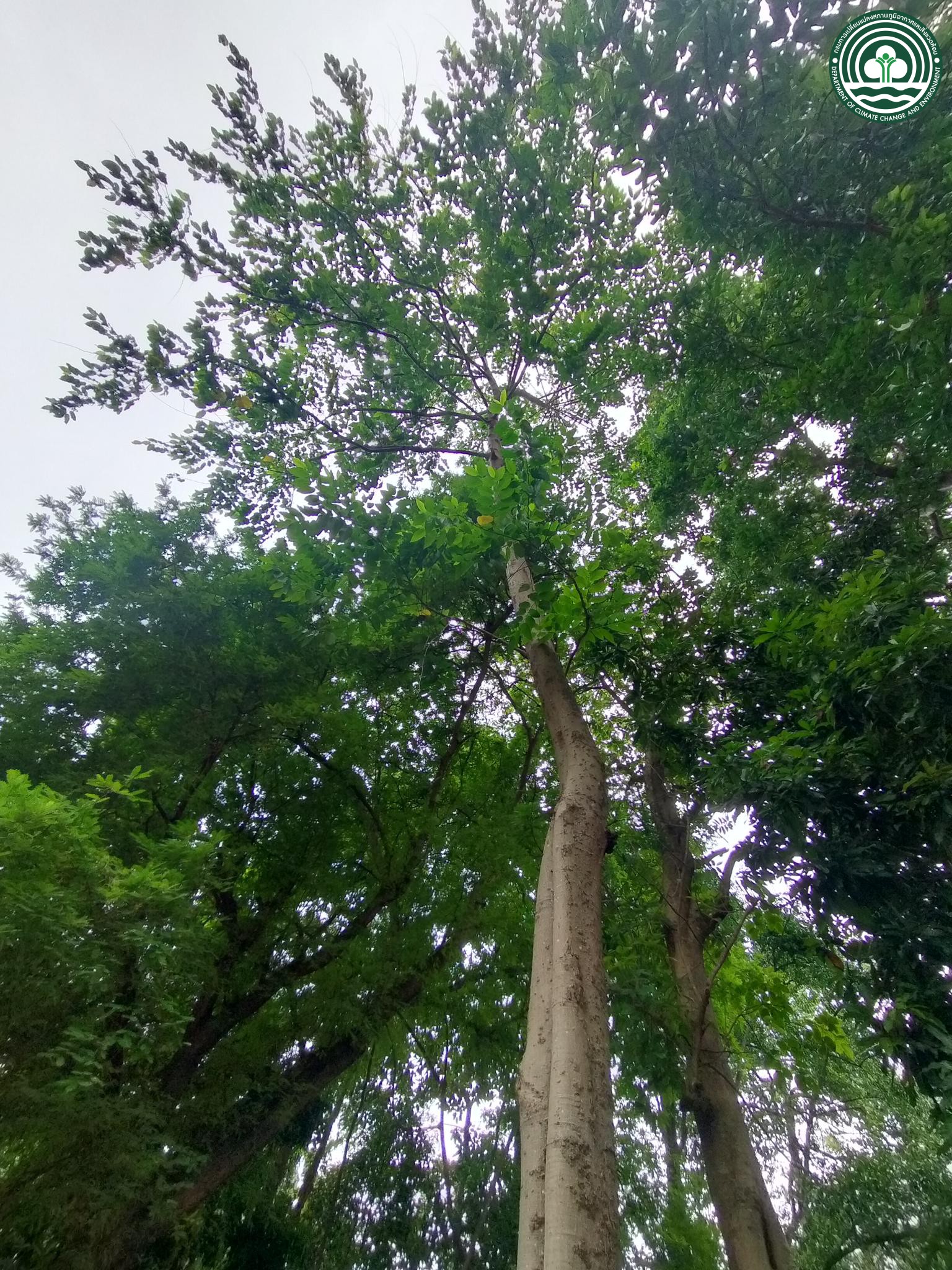 Cananga odorata