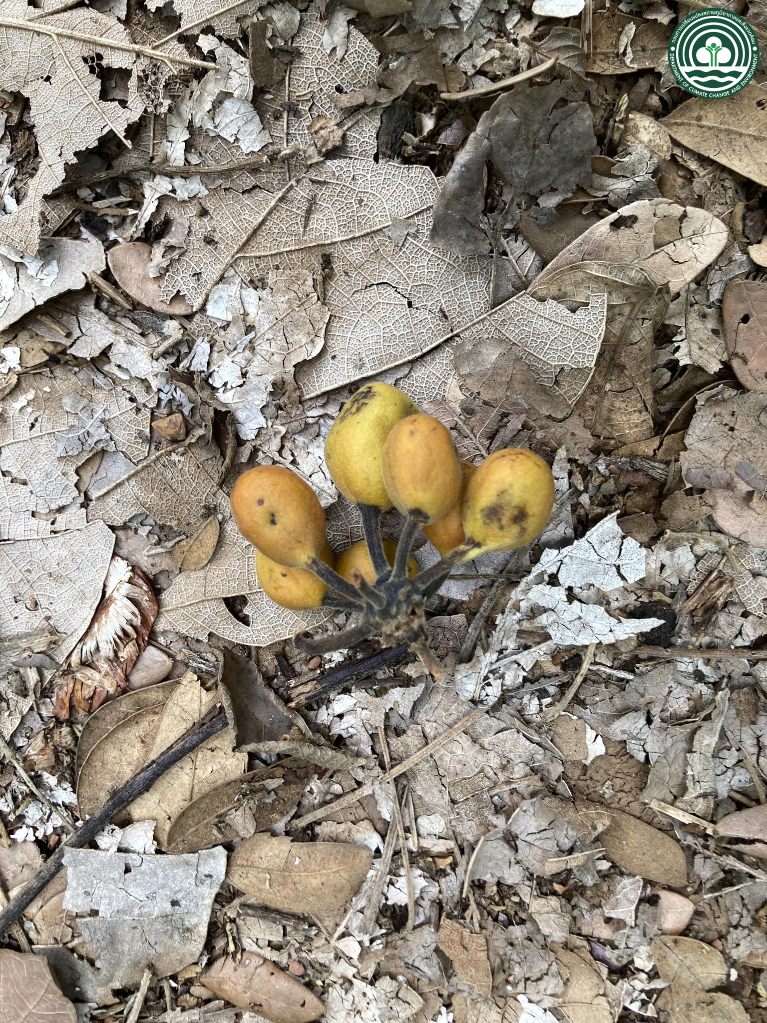 Miliusa velutina