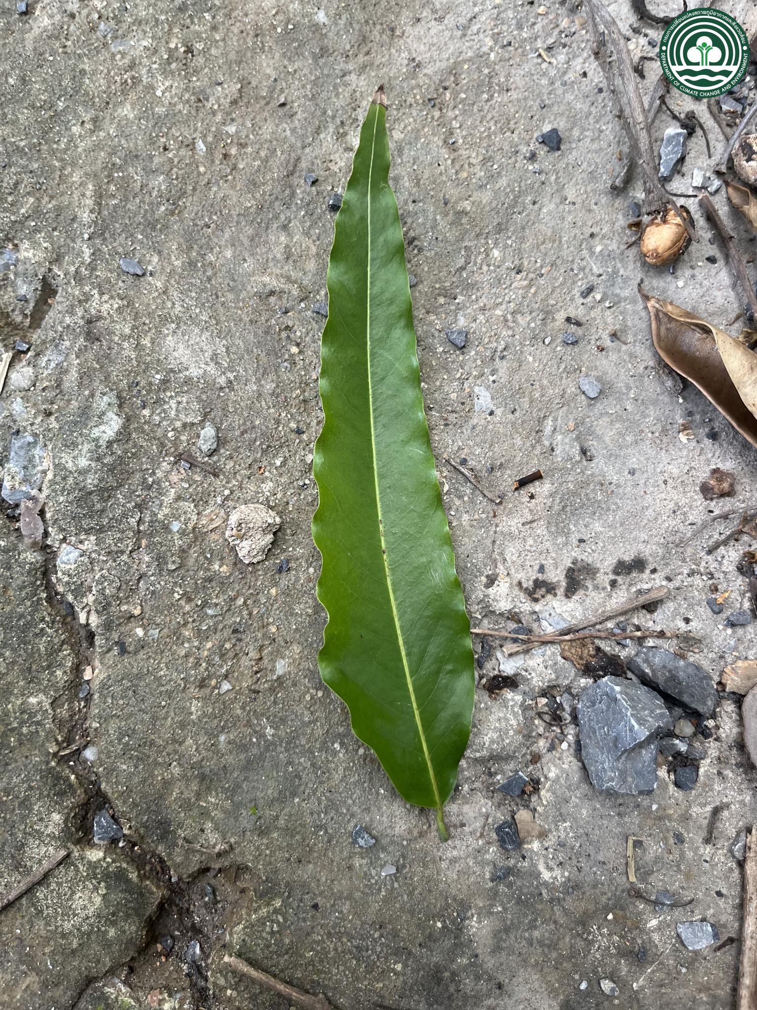 Monoon longifolium