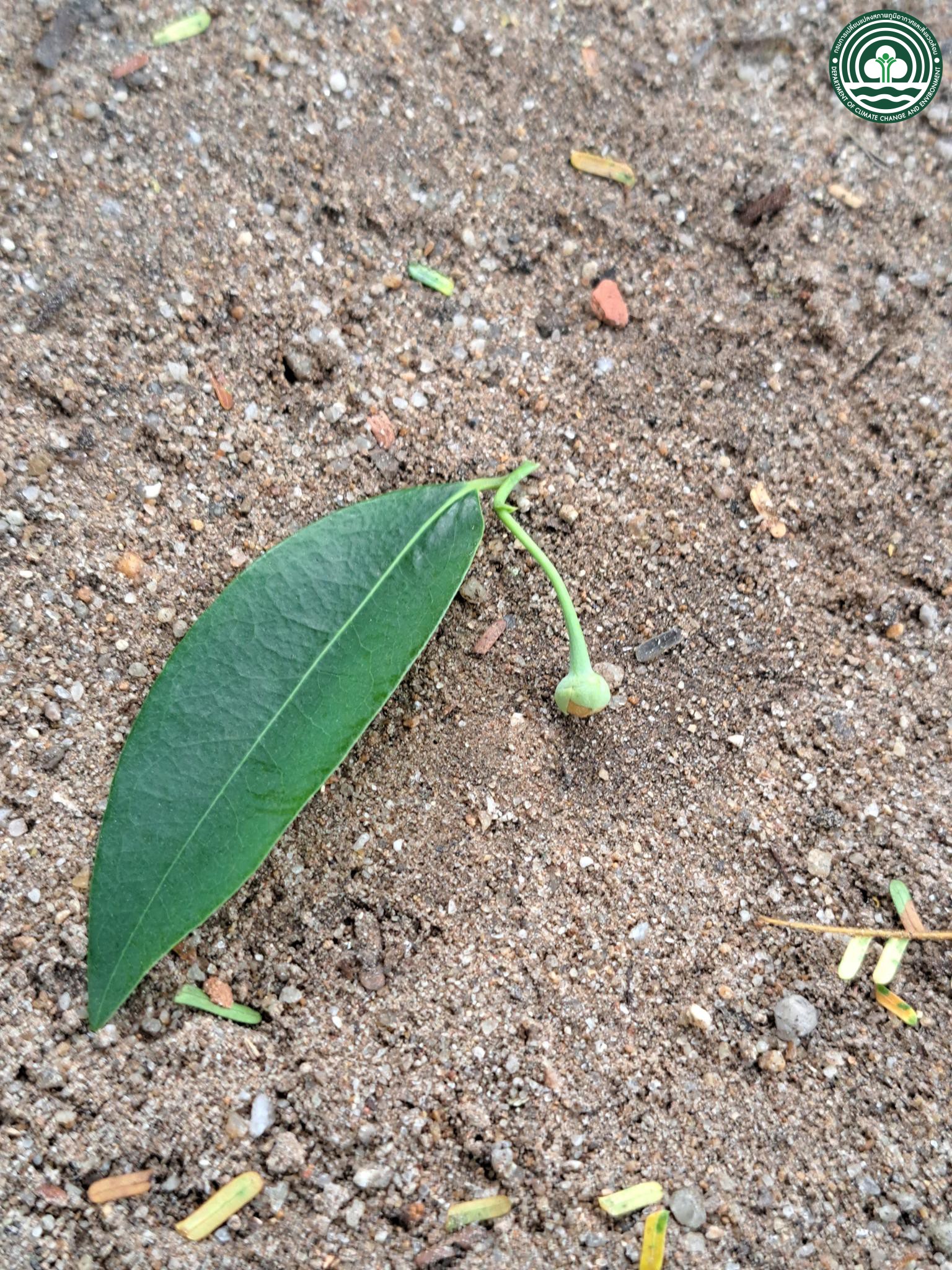  Sphaerocoryne lefevrei