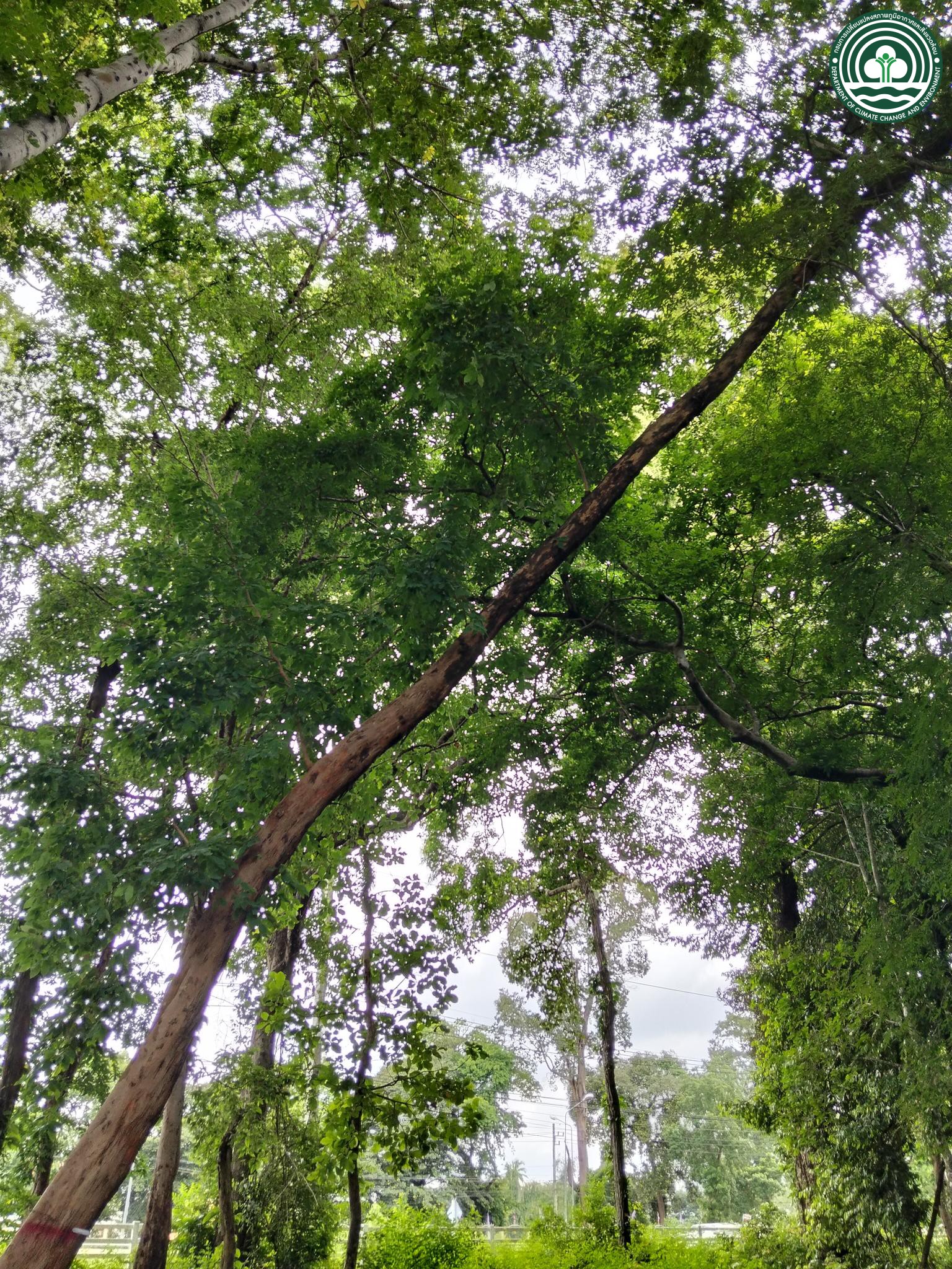 Xylopia pierrei