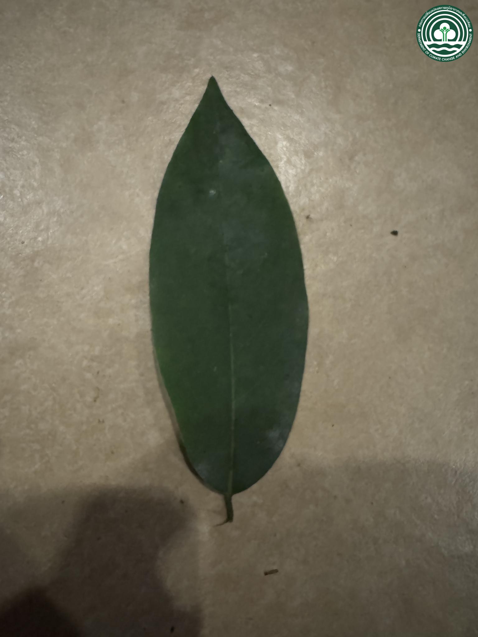 Xylopia vielana