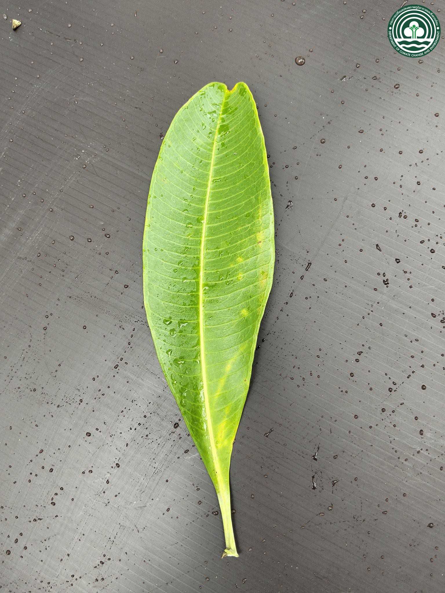 Alstonia scholaris
