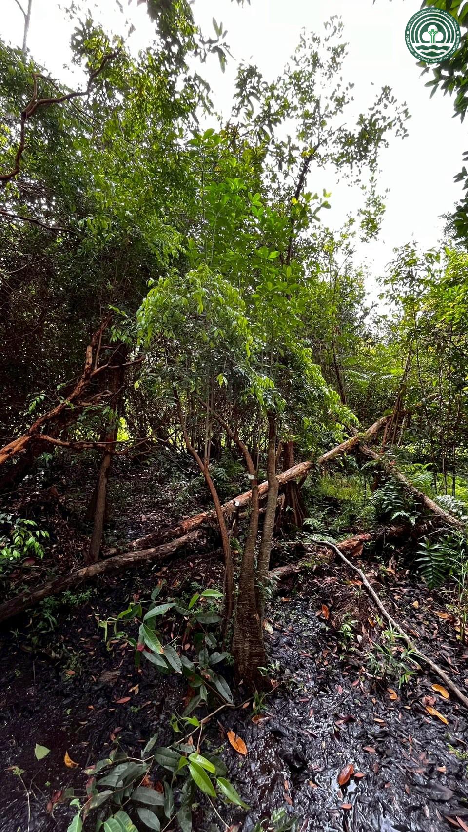 Alstonia spatulata