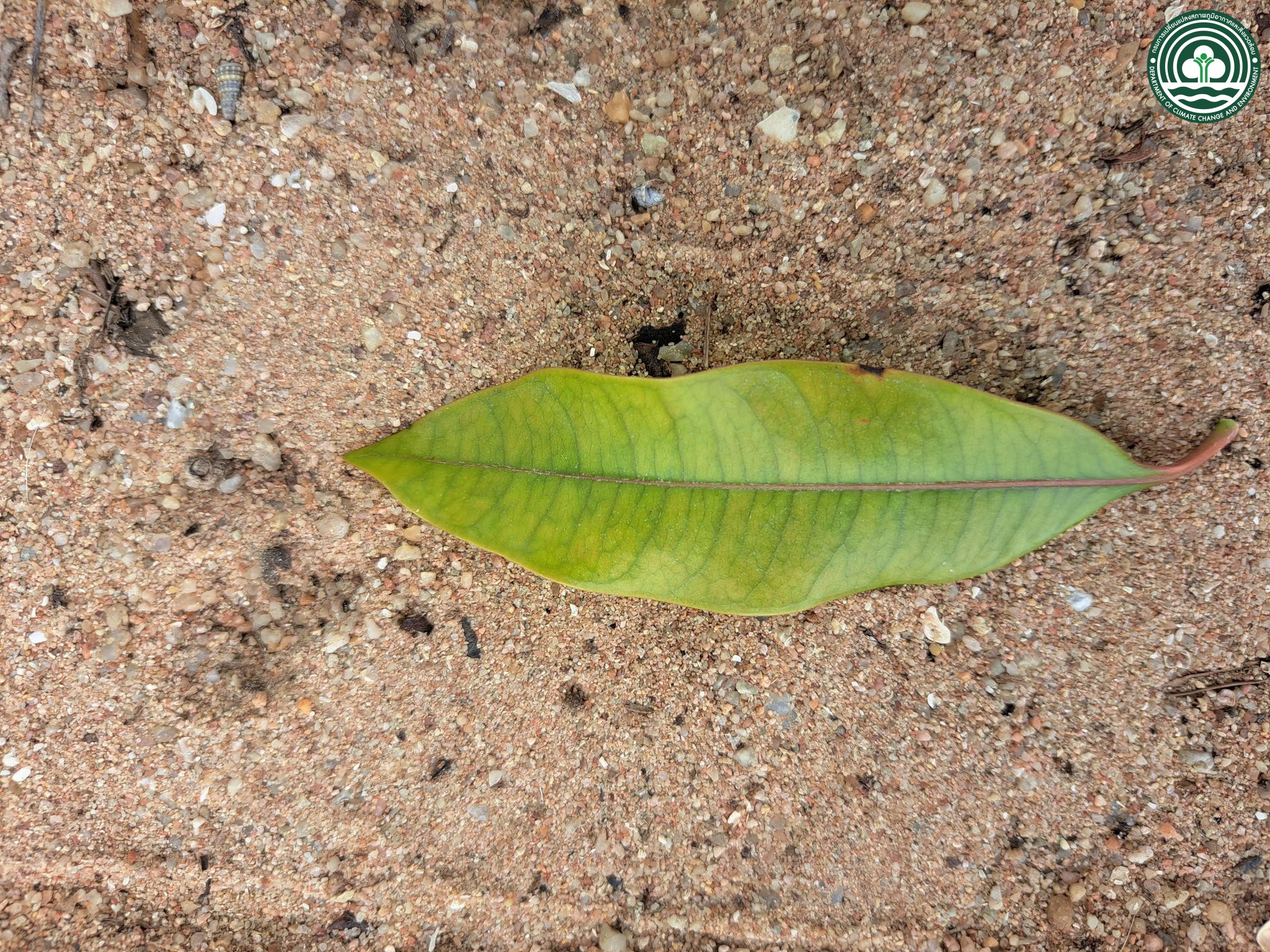 Cerbera manghas