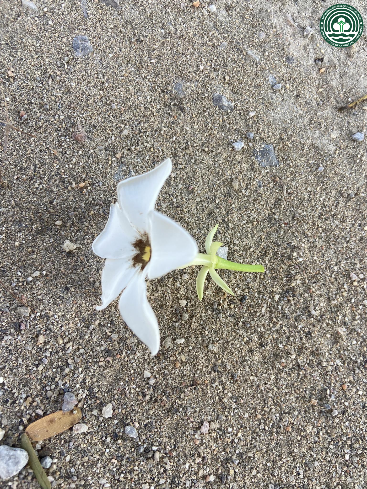 Cerbera odollam