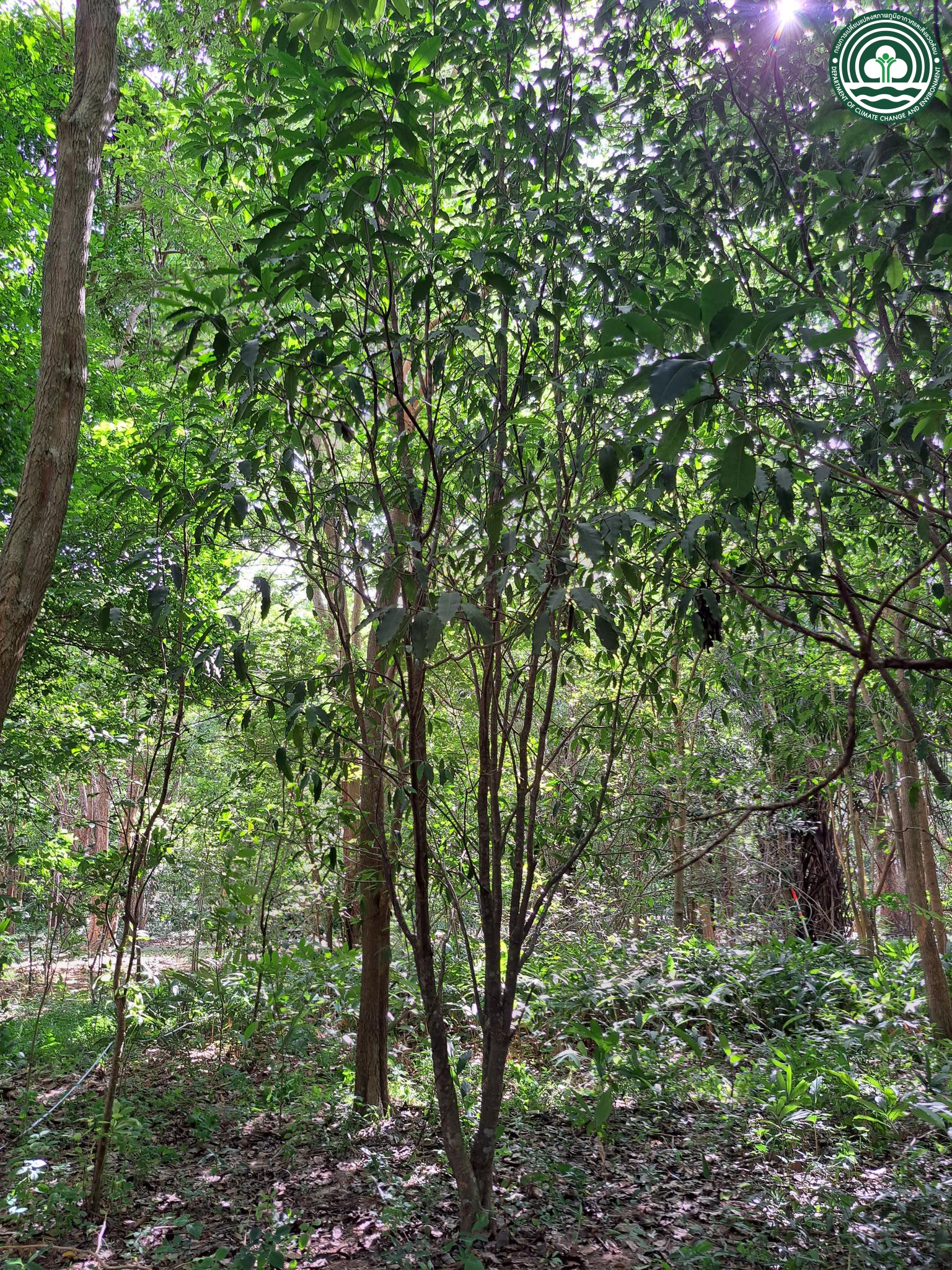 Kopsia arborea