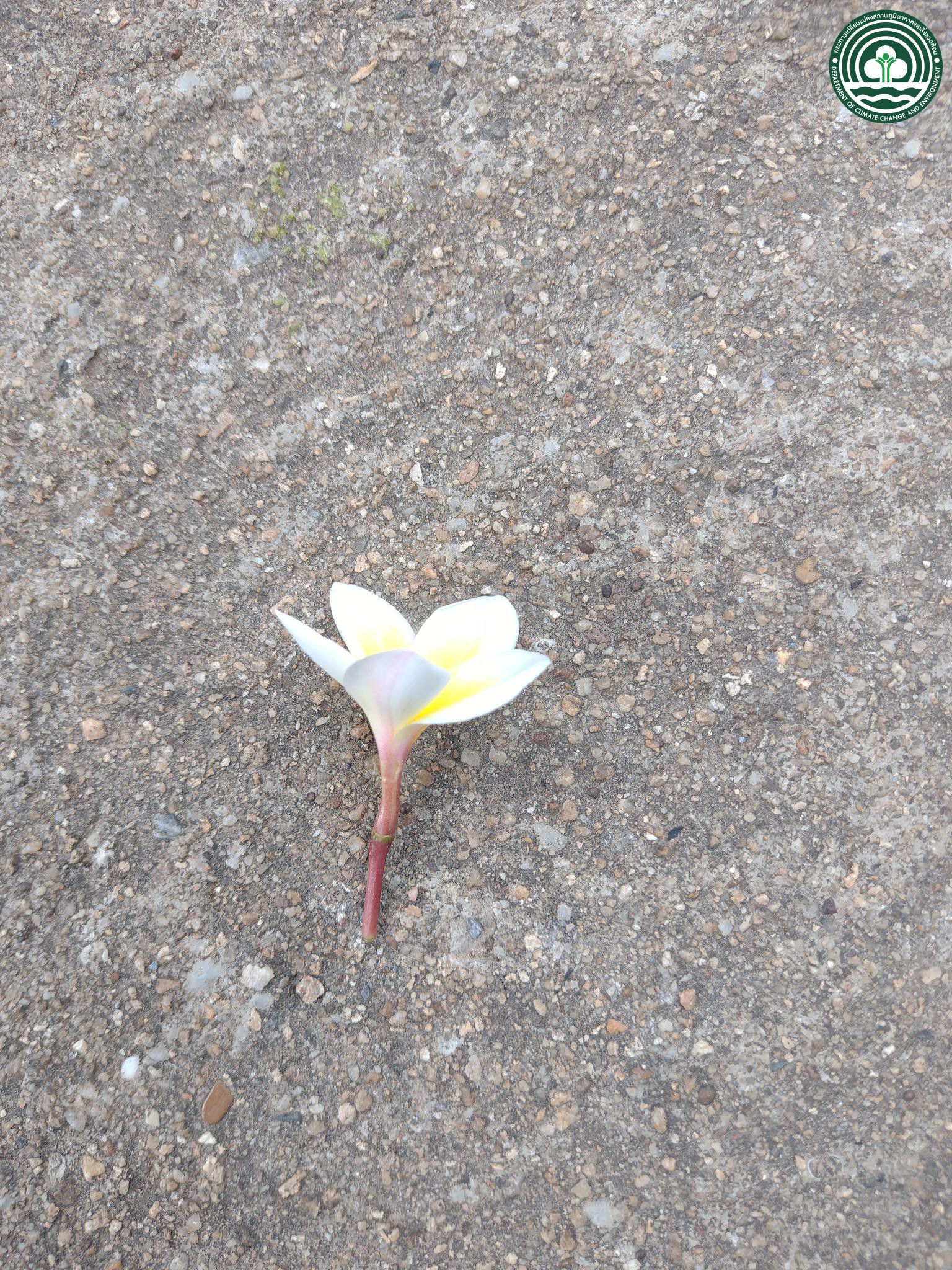 Plumeria rubra