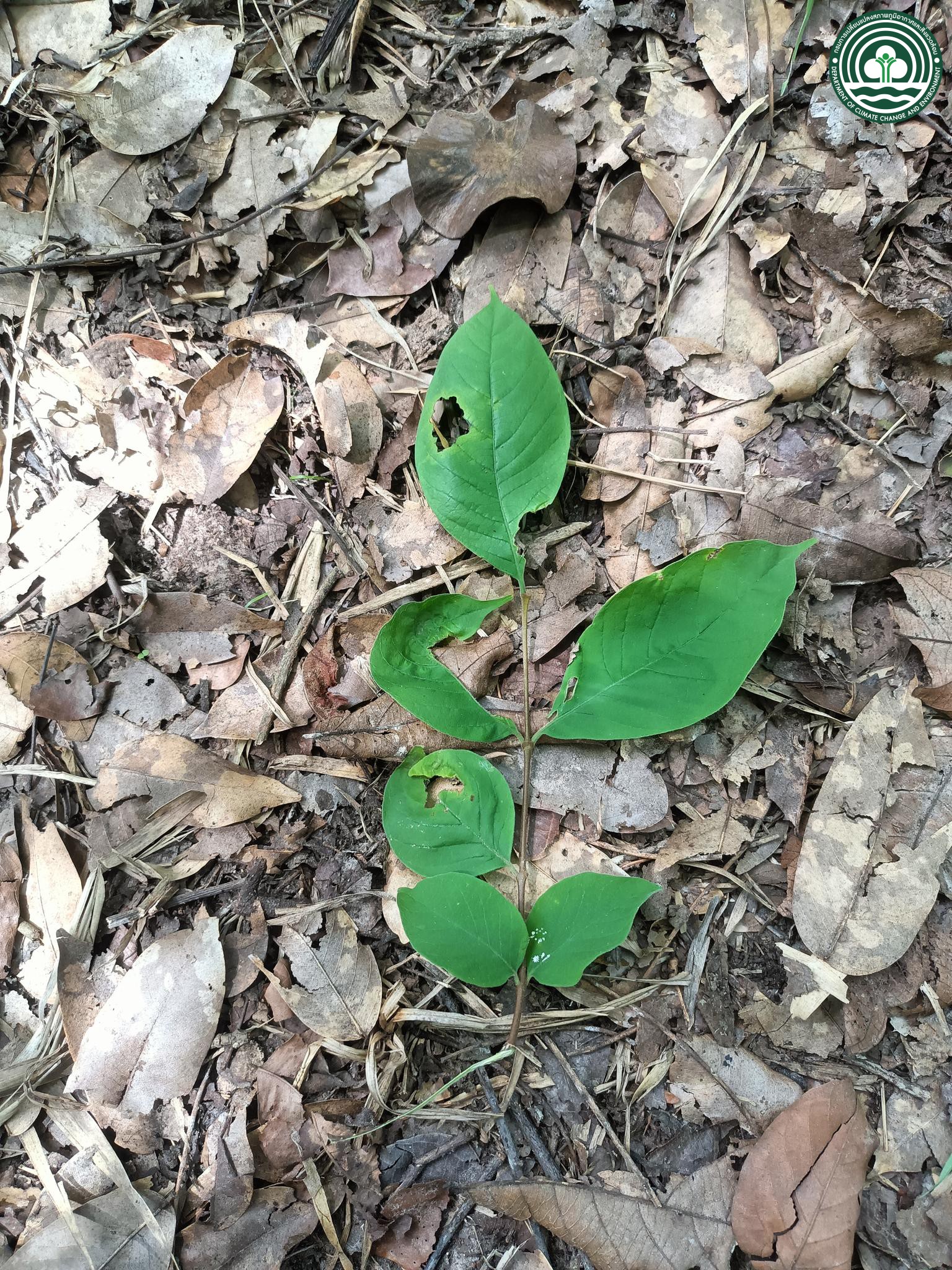 Wrightia arborea