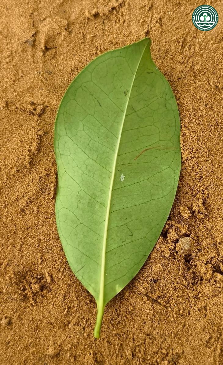 Ilex cymosa