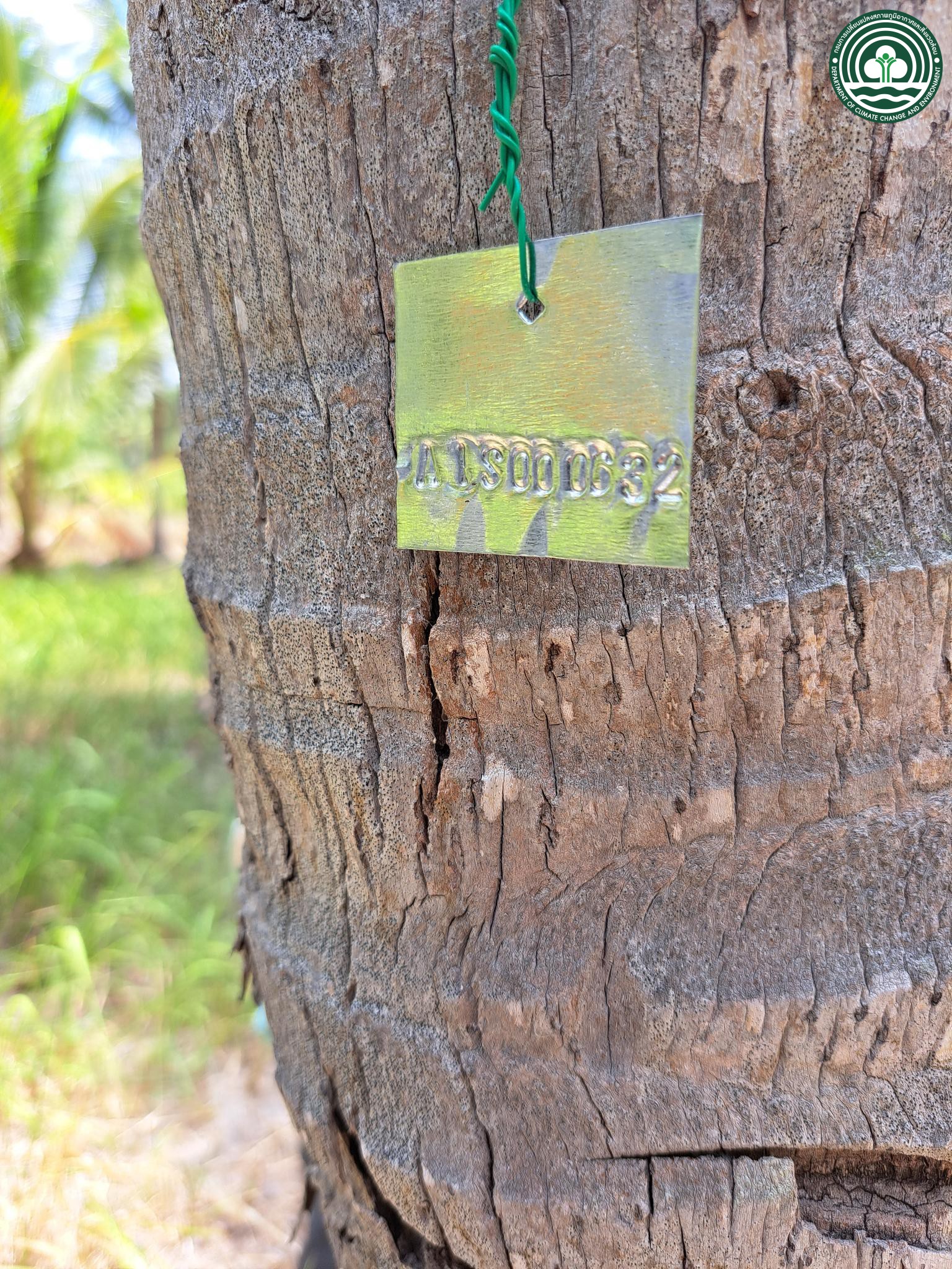 Cocos nucifera