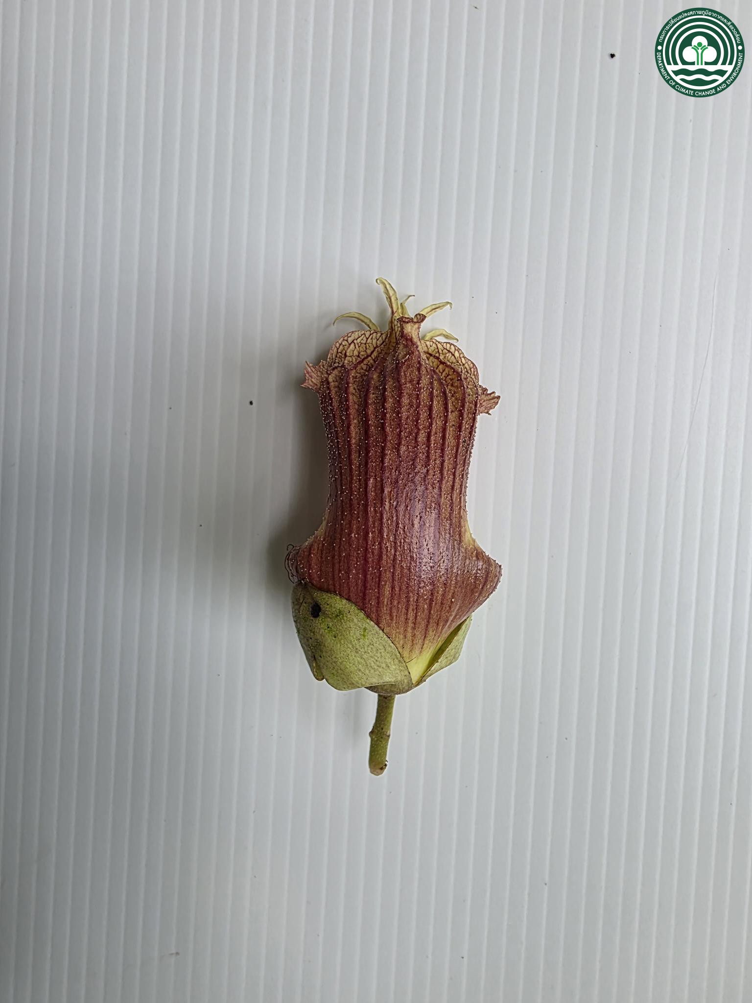 Crescentia cujete